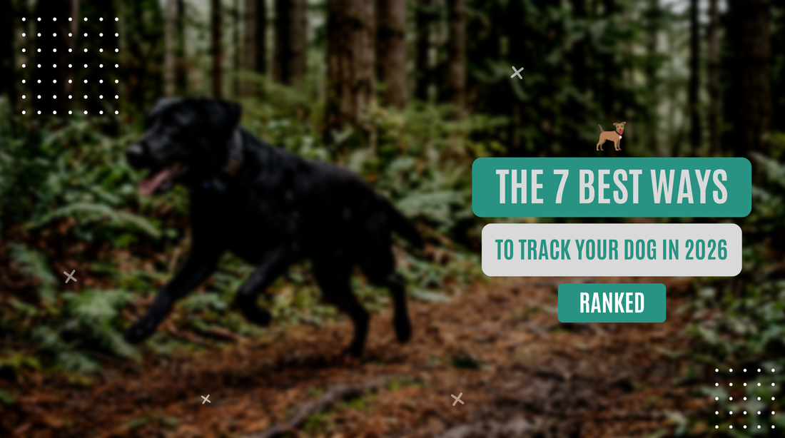 Best Ways to Track Your Dog in 2026 (Ranked & Reviewed)