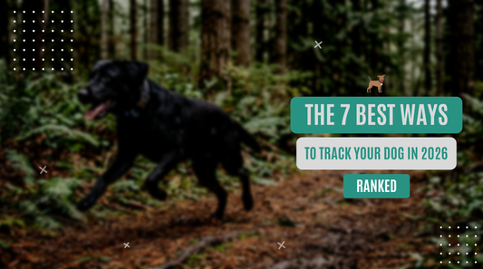 Best Ways to Track Your Dog in 2026 (Ranked & Reviewed)