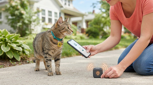 How to compare a QR code cat tag with GPS tracking